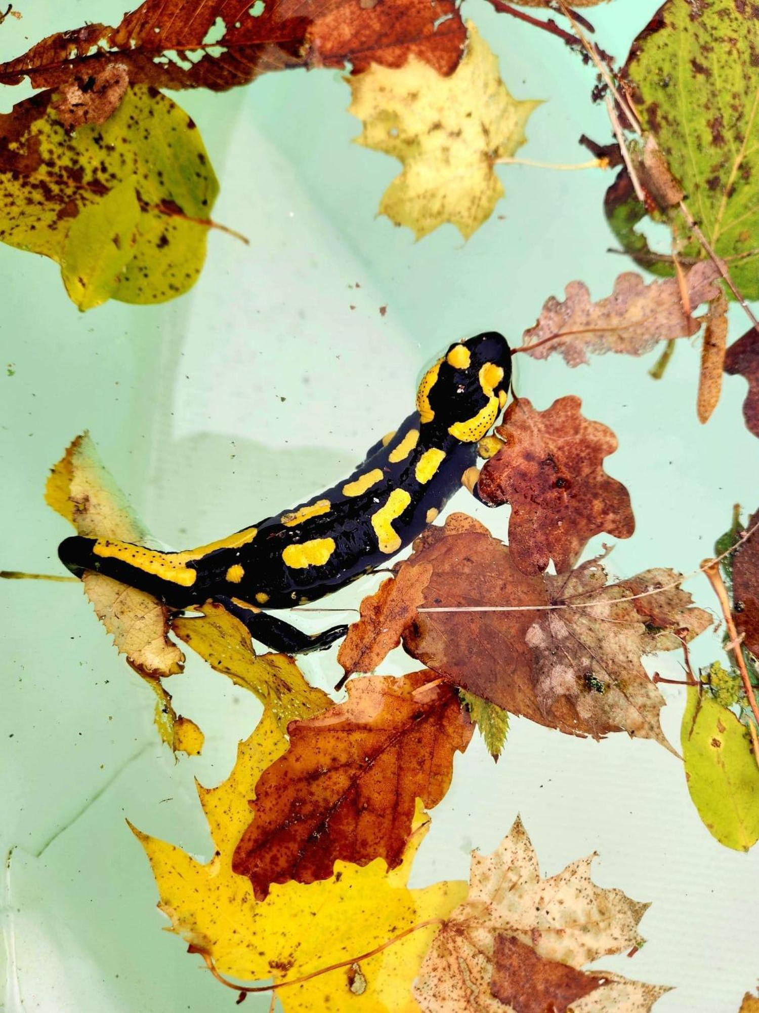 Rillieux-la-Pape Villa Castel Maison-Table D'Hotes & Jardin-Refuge De Biodiversite المظهر الخارجي الصورة